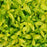 Duranta Yellow Plants | Two Live Plants | Non-GMO | Golden Foliage Accent, Heat Drought Tolerant, Easy to Grow