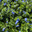 Evolvulus Beach Bum Blue | Two Live Plants | Non-GMO | Sky-Blue Blooms, Gently Trailing, Heat & Drought Tolerant Annual