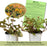 Lysimachia Variegated Lemon | Two Live Plants | Non-GMO | Perennial, Golden Variegated Foliage, Gently Trailing, Low Maintenance
