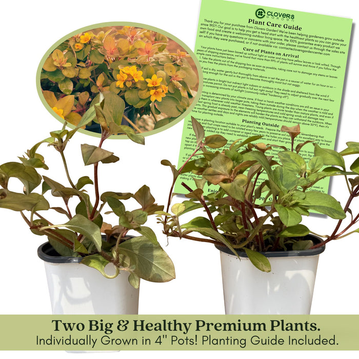 Lysimachia Variegated Lemon | Two Live Plants | Non-GMO | Perennial, Golden Variegated Foliage, Gently Trailing, Low Maintenance
