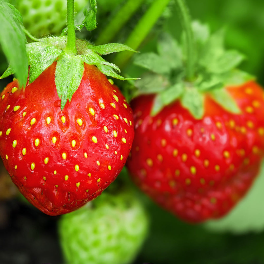Everbearing Sweet Strawberry | Two Live Garden Plants | Non-GMO, Cold & Disease Tolerant