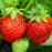Everbearing Sweet Strawberry | Two Live Garden Plants | Non-GMO, Cold & Disease Tolerant