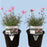 Coreopsis “Rosea” (Tickseed) Plants | Two Live Plants | Non-GMO | Hardy Flowering Perennial, Long Blooming, Pollinator Friendly