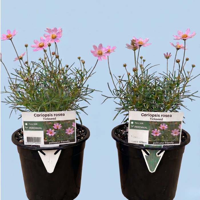 Coreopsis “Rosea” (Tickseed) Plants | Two Live Plants | Non-GMO | Hardy Flowering Perennial, Long Blooming, Pollinator Friendly