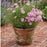 Coreopsis “Rosea” (Tickseed) Plants | Two Live Plants | Non-GMO | Hardy Flowering Perennial, Long Blooming, Pollinator Friendly