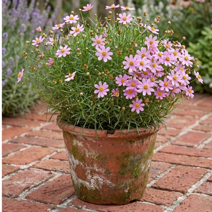 Coreopsis “Rosea” (Tickseed) Plants | Two Live Plants | Non-GMO | Hardy Flowering Perennial, Long Blooming, Pollinator Friendly