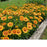 Blanket Flower Arizona Apricot (Gaillardia) | Two Live Plants | Non-GMO | Hardy Flowering Perennial | Pollinator Favorite