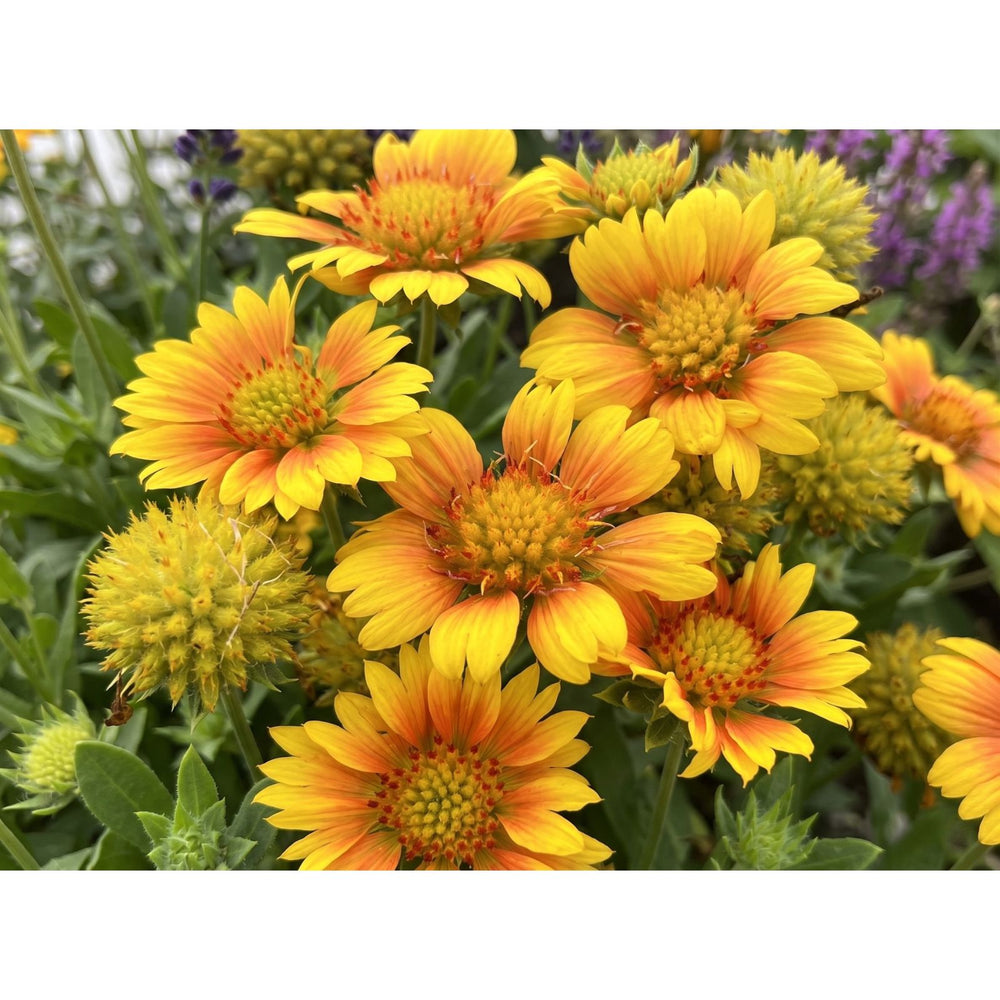 Blanket Flower Arizona Apricot (Gaillardia) | Two Live Plants | Non-GMO | Hardy Flowering Perennial | Pollinator Favorite