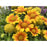 Blanket Flower Arizona Apricot (Gaillardia) | Two Live Plants | Non-GMO | Hardy Flowering Perennial | Pollinator Favorite
