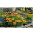 Blanket Flower Arizona Apricot (Gaillardia) | Two Live Plants | Non-GMO | Hardy Flowering Perennial | Pollinator Favorite
