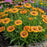 Blanket Flower Arizona Apricot (Gaillardia) | Two Live Plants | Non-GMO | Hardy Flowering Perennial | Pollinator Favorite