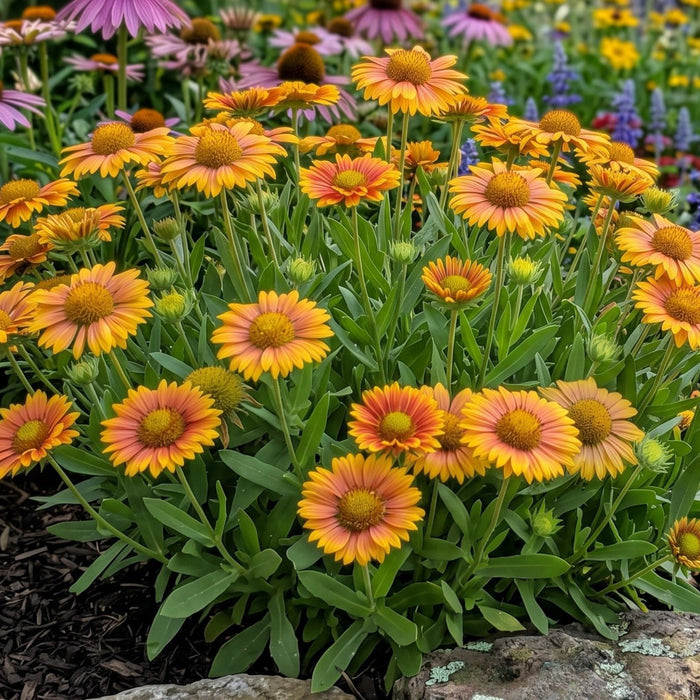 Blanket Flower Arizona Apricot (Gaillardia) | Two Live Plants | Non-GMO | Hardy Flowering Perennial | Pollinator Favorite