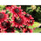 Black Eyed Susan (Rudbeckia) Cherry Brandy | Two Live Plants | Non-GMO | Heirloom Perennial | Pollinator Favorite