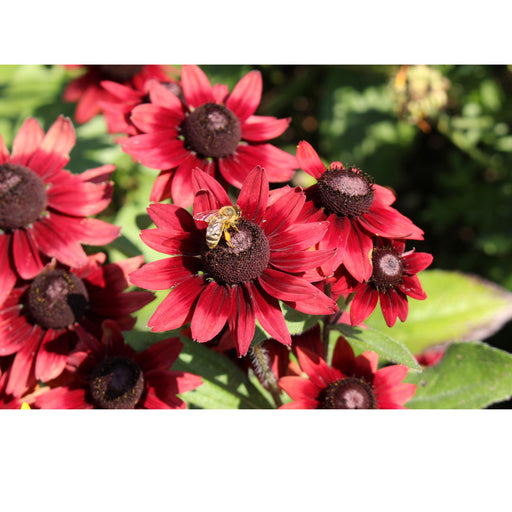 Black Eyed Susan (Rudbeckia) Cherry Brandy | Two Live Plants | Non-GMO | Heirloom Perennial | Pollinator Favorite