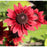 Black Eyed Susan (Rudbeckia) Cherry Brandy | Two Live Plants | Non-GMO | Heirloom Perennial | Pollinator Favorite