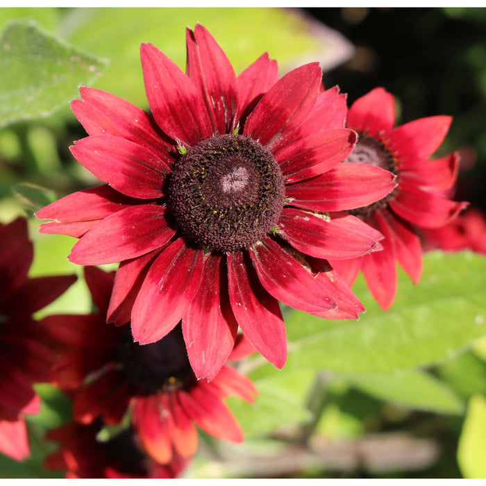 Black Eyed Susan (Rudbeckia) Cherry Brandy | Two Live Plants | Non-GMO | Heirloom Perennial | Pollinator Favorite