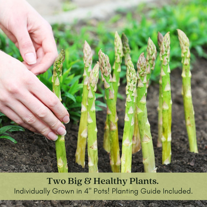 Asparagus | Two Live Plants | Non-GMO, High-Yield, Perennial