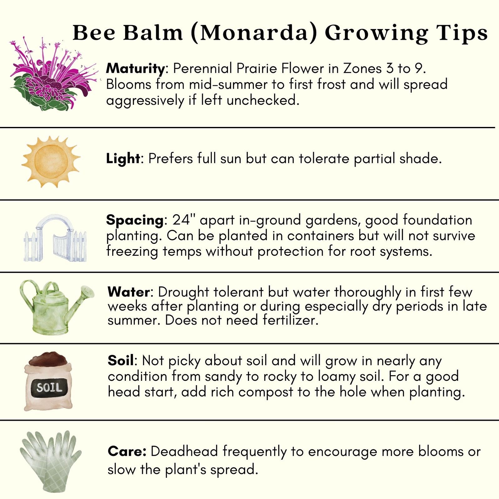 Bee Balm 