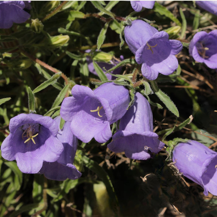 Campanula (Bellflower) Rapido Blue | Two Live Perennial Plants | Non-GMO, Early Spring Bloomer, Hummingbird & Bee Favorite