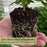 Corno Del Toro Pepper Plants | Two Live Plants | Non-GMO | Italian Sweet Frying Pepper, Long Curved Fruit, Perfect for Roasting & Grilling