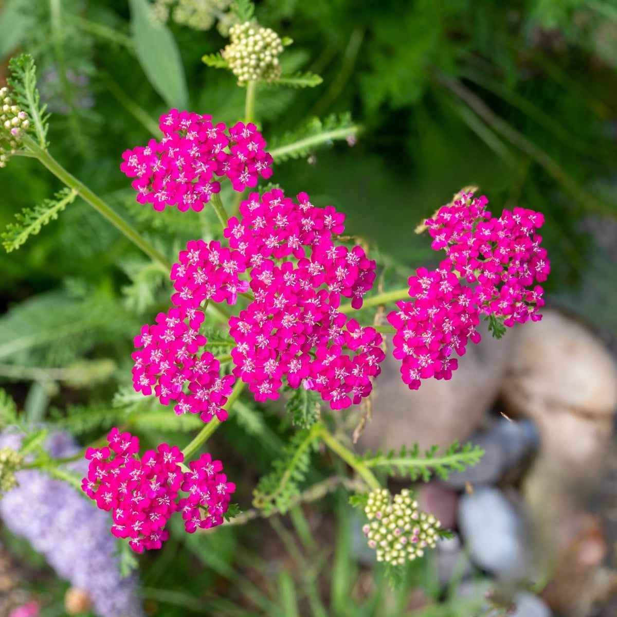 Yarrow 