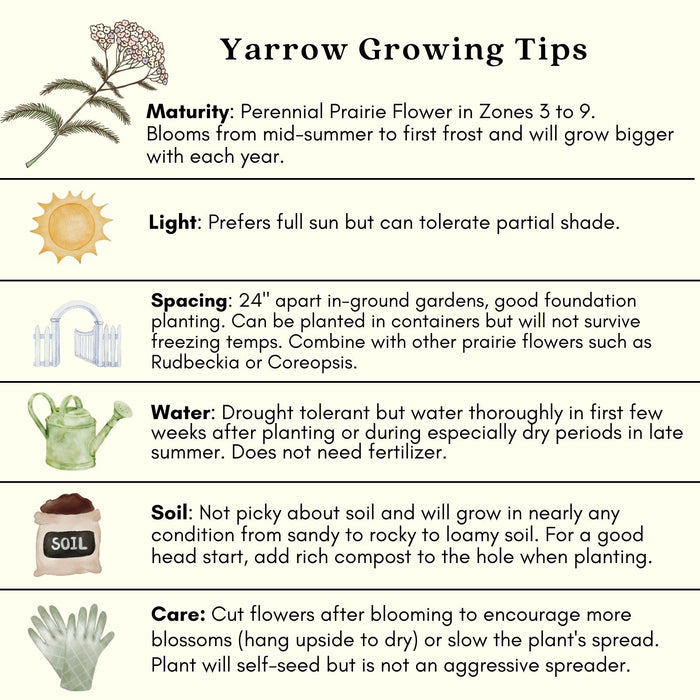 Yarrow "Cerise Queen" (Achillea) Plants  | Two Live Plants | Non-GMO, Hardy Flowering Perennial, Pollinator Favorite
