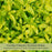 Duranta Yellow Plants | Two Live Plants | Non-GMO | Golden Foliage Accent, Heat Drought Tolerant, Easy to Grow
