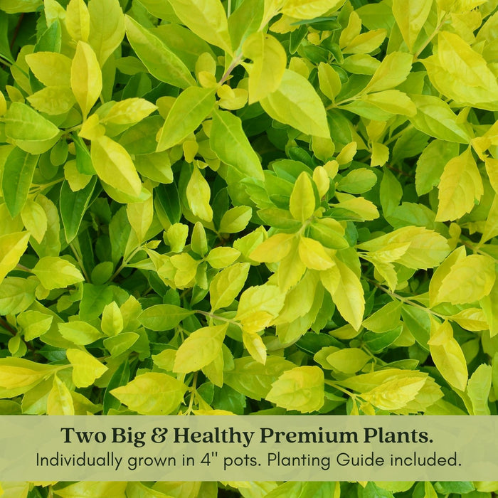Duranta Yellow Plants | Two Live Plants | Non-GMO | Golden Foliage Accent, Heat Drought Tolerant, Easy to Grow