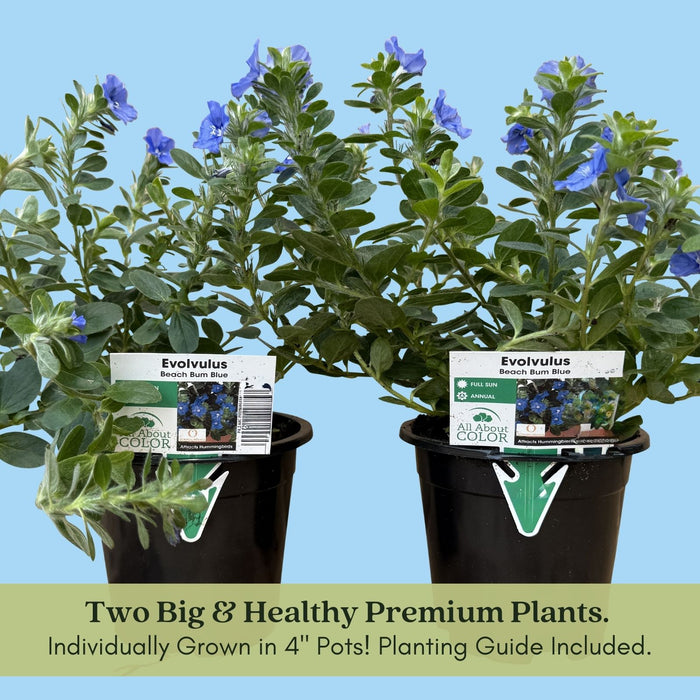 Evolvulus Beach Bum Blue | Two Live Plants | Non-GMO | Sky-Blue Blooms, Gently Trailing, Heat & Drought Tolerant Annual