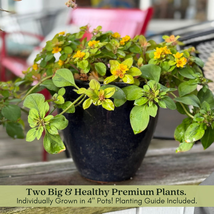 Lysimachia Variegated Lemon | Two Live Plants | Non-GMO | Perennial, Golden Variegated Foliage, Gently Trailing, Low Maintenance