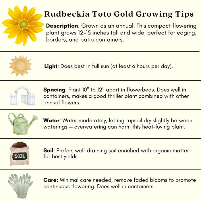 Black Eyed Susan Toto Gold Plants | Two Live Plants | Non-GMO | Compact Rudbeckia, Heat Drought Tolerant, Pollinator Friendly