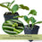 Emerald Zucchini Plants | Two Live Plants | Non-GMO | High-Yield, Tender, Compact Variety, Perfect for Grilling and Sautéing