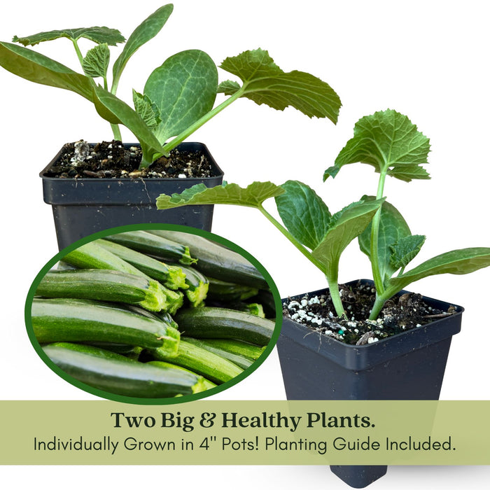 Emerald Zucchini Plants | Two Live Plants | Non-GMO | High-Yield, Tender, Compact Variety, Perfect for Grilling and Sautéing