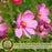 Coreopsis “Rosea” (Tickseed) Plants | Two Live Plants | Non-GMO | Hardy Flowering Perennial, Long Blooming, Pollinator Friendly