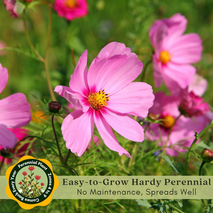 Coreopsis “Rosea” (Tickseed) Plants | Two Live Plants | Non-GMO | Hardy Flowering Perennial, Long Blooming, Pollinator Friendly