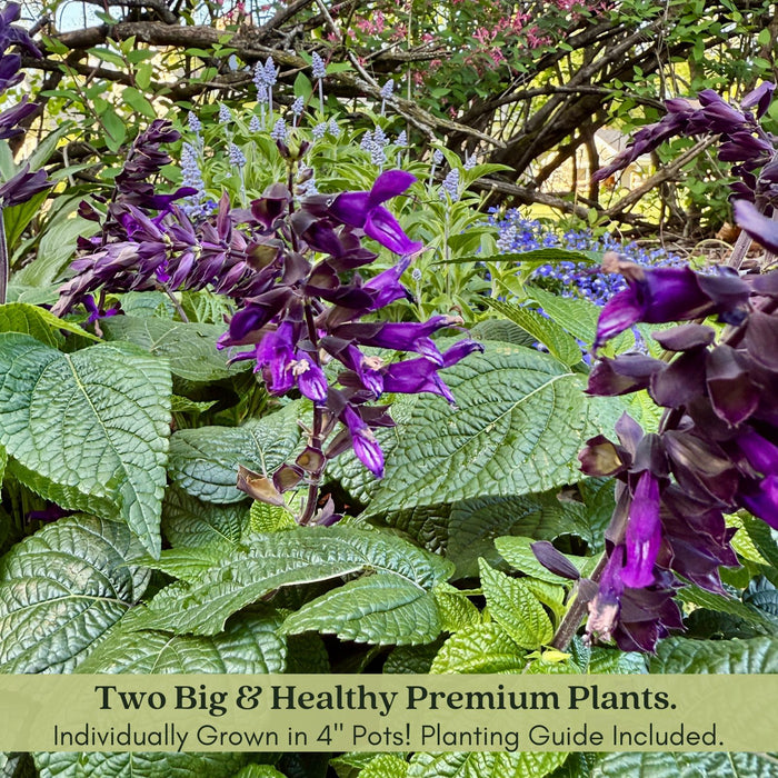 Purple and Bloom Salvia | Two Live Plants | Non-GMO | Pollinator Magnet, Heat Tolerant, Low Maintenance