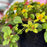 Lysimachia Variegated Lemon | Two Live Plants | Non-GMO | Perennial, Golden Variegated Foliage, Gently Trailing, Low Maintenance
