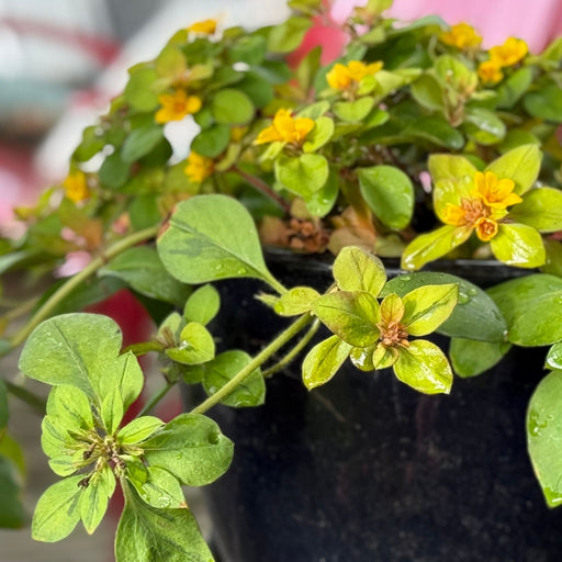 Lysimachia Variegated Lemon | Two Live Plants | Non-GMO | Perennial, Golden Variegated Foliage, Gently Trailing, Low Maintenance
