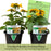 Black Eyed Susan Toto Gold Plants | Two Live Plants | Non-GMO | Compact Rudbeckia, Heat Drought Tolerant, Pollinator Friendly