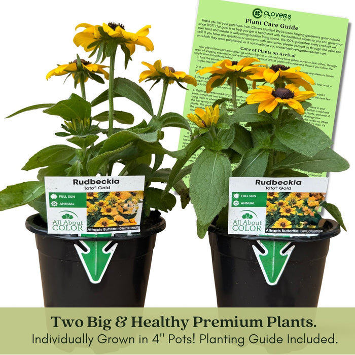 Black Eyed Susan Toto Gold Plants | Two Live Plants | Non-GMO | Compact Rudbeckia, Heat Drought Tolerant, Pollinator Friendly