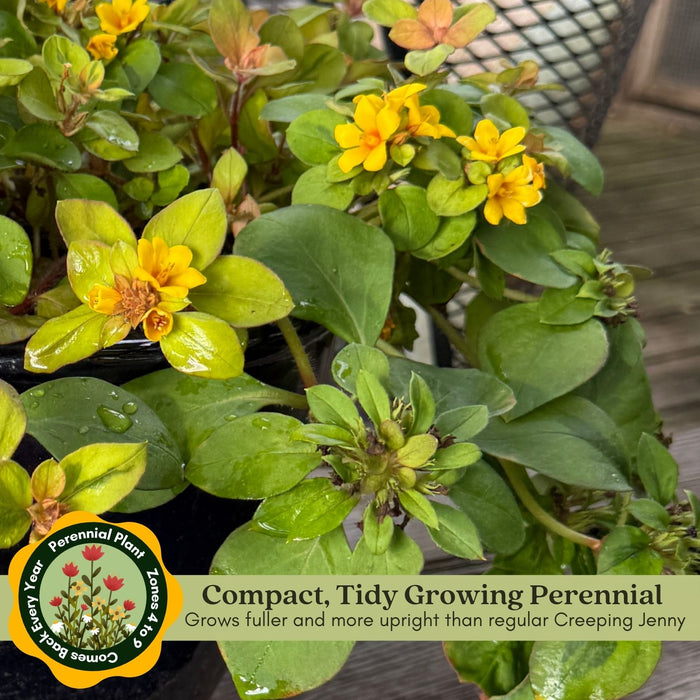 Lysimachia Variegated Lemon | Two Live Plants | Non-GMO | Perennial, Golden Variegated Foliage, Gently Trailing, Low Maintenance
