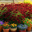 Black Eyed Susan (Rudbeckia) Cherry Brandy | Two Live Plants | Non-GMO | Heirloom Perennial | Pollinator Favorite