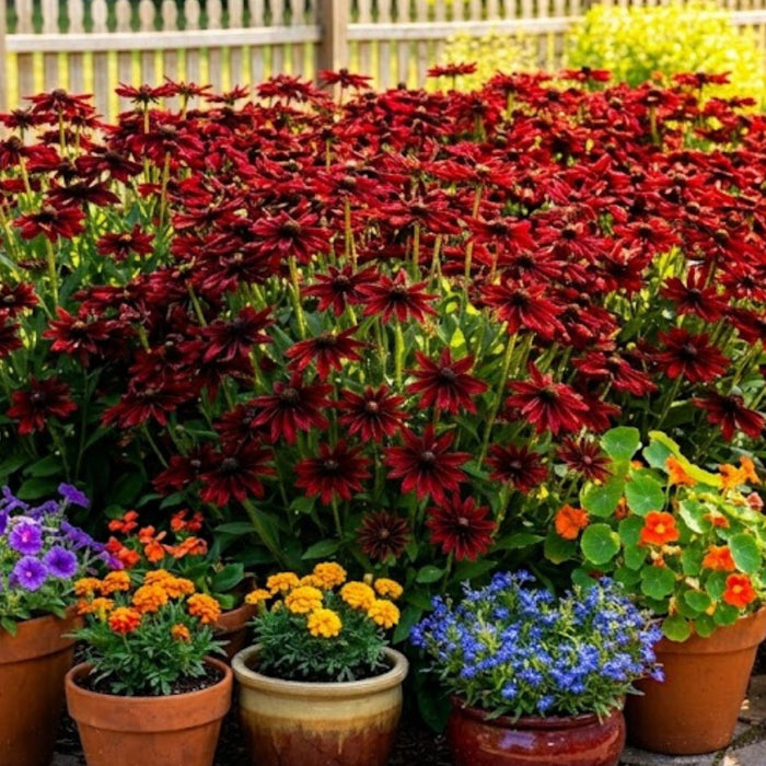 Black Eyed Susan (Rudbeckia) Cherry Brandy | Two Live Plants | Non-GMO | Heirloom Perennial | Pollinator Favorite