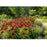 Black Eyed Susan (Rudbeckia) Cherry Brandy | Two Live Plants | Non-GMO | Heirloom Perennial | Pollinator Favorite
