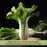 Pak Choi Bopak | Two Live Plants | Non-GMO | Crisp, Tender Asian Green | Fast Growing & Easy to Grow