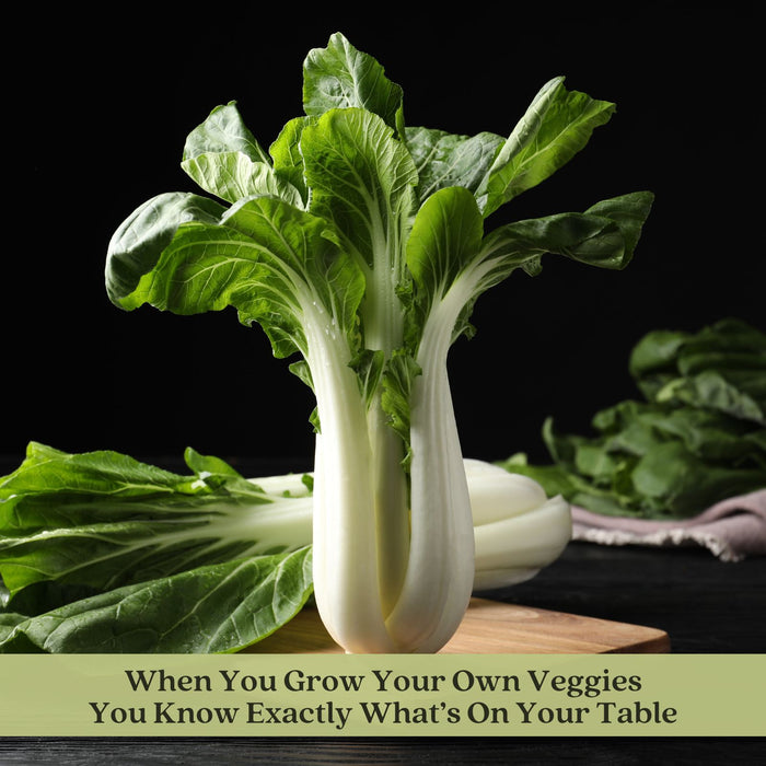 Pak Choi Bopak | Two Live Plants | Non-GMO | Crisp, Tender Asian Green | Fast Growing & Easy to Grow
