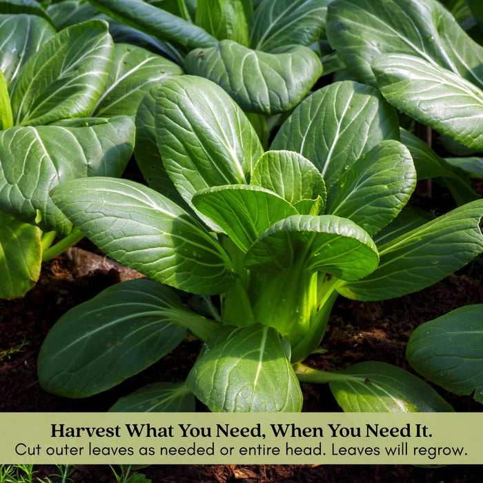 Pak Choi Bopak | Two Live Plants | Non-GMO | Crisp, Tender Asian Green | Fast Growing & Easy to Grow