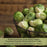 Brussels Sprouts Jade Cross | Two Live Plants | Non-GMO | Sweet, Tender & Cold Hardy | Easy Garden Vegetable