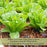 Buttercrunch Lettuce | Two Live Plants | Non-GMO | Heirloom Butterhead Lettuce | Sweet, Tender & Easy to Grow