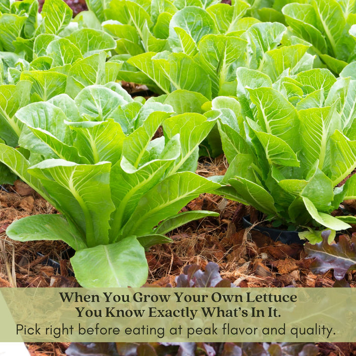 Buttercrunch Lettuce | Two Live Plants | Non-GMO | Heirloom Butterhead Lettuce | Sweet, Tender & Easy to Grow